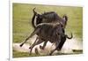 Blue Wildebeests Fighting-Martin Harvey-Framed Photographic Print