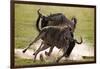 Blue Wildebeests Fighting-Martin Harvey-Framed Photographic Print