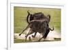 Blue Wildebeests Fighting-Martin Harvey-Framed Photographic Print