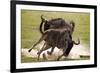 Blue Wildebeests Fighting-Martin Harvey-Framed Photographic Print