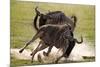 Blue Wildebeests Fighting-Martin Harvey-Mounted Photographic Print