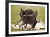 Blue Wildebeests Fighting-Martin Harvey-Framed Photographic Print