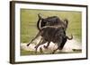 Blue Wildebeests Fighting-Martin Harvey-Framed Photographic Print