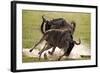 Blue Wildebeests Fighting-Martin Harvey-Framed Photographic Print