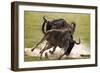 Blue Wildebeests Fighting-Martin Harvey-Framed Photographic Print