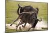 Blue Wildebeests Fighting-Martin Harvey-Mounted Photographic Print
