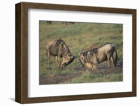 Blue Wildebeests Fighting-DLILLC-Framed Photographic Print