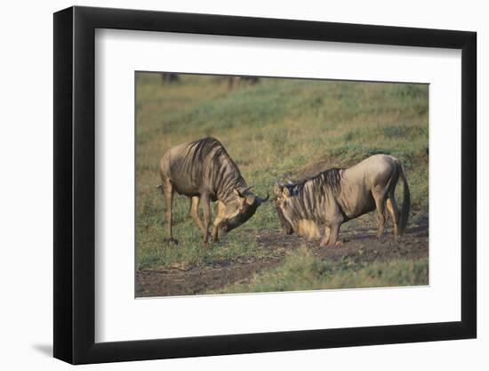 Blue Wildebeests Fighting-DLILLC-Framed Photographic Print