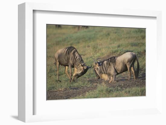 Blue Wildebeests Fighting-DLILLC-Framed Photographic Print