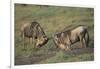 Blue Wildebeests Fighting-DLILLC-Framed Photographic Print