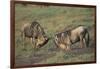 Blue Wildebeests Fighting-DLILLC-Framed Photographic Print