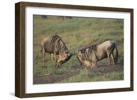 Blue Wildebeests Fighting-DLILLC-Framed Photographic Print