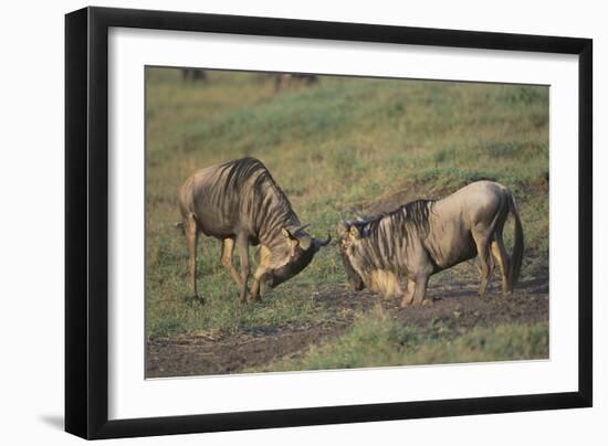 Blue Wildebeests Fighting-DLILLC-Framed Photographic Print