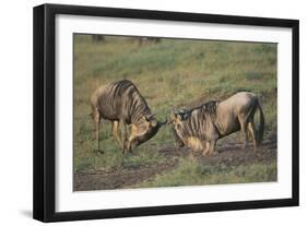 Blue Wildebeests Fighting-DLILLC-Framed Photographic Print