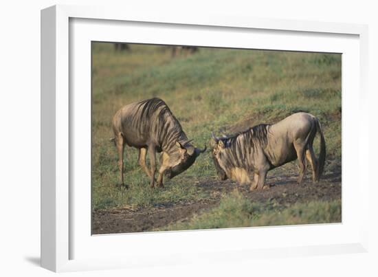 Blue Wildebeests Fighting-DLILLC-Framed Photographic Print