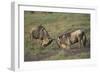 Blue Wildebeests Fighting-DLILLC-Framed Photographic Print