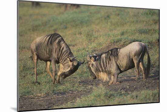 Blue Wildebeests Fighting-DLILLC-Mounted Photographic Print