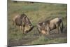 Blue Wildebeests Fighting-DLILLC-Mounted Photographic Print