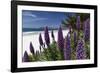 Blue Wildflowers at the Beach, Carmel, California-George Oze-Framed Photographic Print