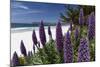 Blue Wildflowers at the Beach, Carmel, California-George Oze-Mounted Photographic Print