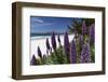 Blue Wildflowers at the Beach, Carmel, California-George Oze-Framed Photographic Print