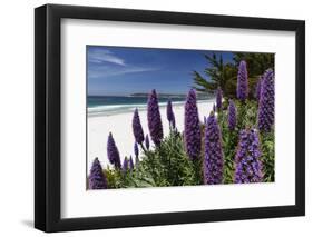 Blue Wildflowers at the Beach, Carmel, California-George Oze-Framed Photographic Print