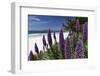 Blue Wildflowers at the Beach, Carmel, California-George Oze-Framed Photographic Print