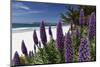 Blue Wildflowers at the Beach, Carmel, California-George Oze-Mounted Photographic Print