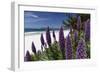 Blue Wildflowers at the Beach, Carmel, California-George Oze-Framed Photographic Print