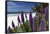 Blue Wildflowers at the Beach, Carmel, California-George Oze-Framed Stretched Canvas