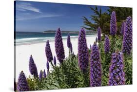 Blue Wildflowers at the Beach, Carmel, California-George Oze-Stretched Canvas
