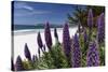 Blue Wildflowers at the Beach, Carmel, California-George Oze-Stretched Canvas