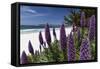 Blue Wildflowers at the Beach, Carmel, California-George Oze-Framed Stretched Canvas