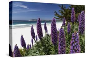 Blue Wildflowers at the Beach, Carmel, California-George Oze-Stretched Canvas