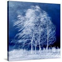 Blue Wind-Philippe Sainte-Laudy-Stretched Canvas