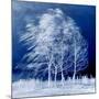 Blue Wind-Philippe Sainte-Laudy-Mounted Photographic Print