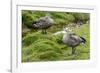 Blue-winged Goose, Cyanochen cyanoptera. Bale Mountains National Park. Ethiopia.-Roger De La Harpe-Framed Photographic Print