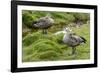 Blue-winged Goose, Cyanochen cyanoptera. Bale Mountains National Park. Ethiopia.-Roger De La Harpe-Framed Photographic Print