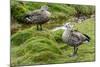 Blue-winged Goose, Cyanochen cyanoptera. Bale Mountains National Park. Ethiopia.-Roger De La Harpe-Mounted Photographic Print