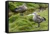 Blue-winged Goose, Cyanochen cyanoptera. Bale Mountains National Park. Ethiopia.-Roger De La Harpe-Framed Stretched Canvas