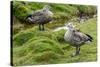 Blue-winged Goose, Cyanochen cyanoptera. Bale Mountains National Park. Ethiopia.-Roger De La Harpe-Stretched Canvas