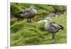 Blue-winged Goose, Cyanochen cyanoptera. Bale Mountains National Park. Ethiopia.-Roger De La Harpe-Framed Photographic Print