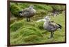 Blue-winged Goose, Cyanochen cyanoptera. Bale Mountains National Park. Ethiopia.-Roger De La Harpe-Framed Photographic Print