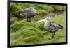 Blue-winged Goose, Cyanochen cyanoptera. Bale Mountains National Park. Ethiopia.-Roger De La Harpe-Framed Photographic Print