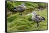 Blue-winged Goose, Cyanochen cyanoptera. Bale Mountains National Park. Ethiopia.-Roger De La Harpe-Framed Stretched Canvas