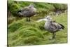 Blue-winged Goose, Cyanochen cyanoptera. Bale Mountains National Park. Ethiopia.-Roger De La Harpe-Stretched Canvas