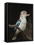 Blue-Winged Kookaburra (Dacelo Leachii) in Captivity, Airlie Beach, Queensland, Australia, Pacific-James Hager-Framed Stretched Canvas