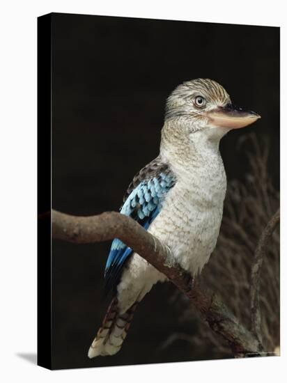 Blue-Winged Kookaburra (Dacelo Leachii) in Captivity, Airlie Beach, Queensland, Australia, Pacific-James Hager-Stretched Canvas