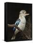 Blue-Winged Kookaburra (Dacelo Leachii) in Captivity, Airlie Beach, Queensland, Australia, Pacific-James Hager-Framed Stretched Canvas