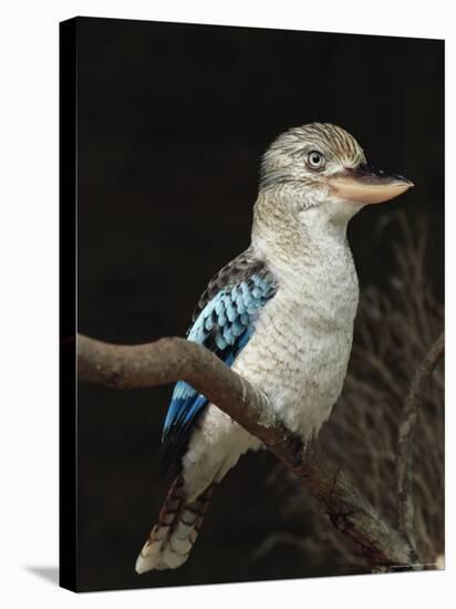 Blue-Winged Kookaburra (Dacelo Leachii) in Captivity, Airlie Beach, Queensland, Australia, Pacific-James Hager-Stretched Canvas